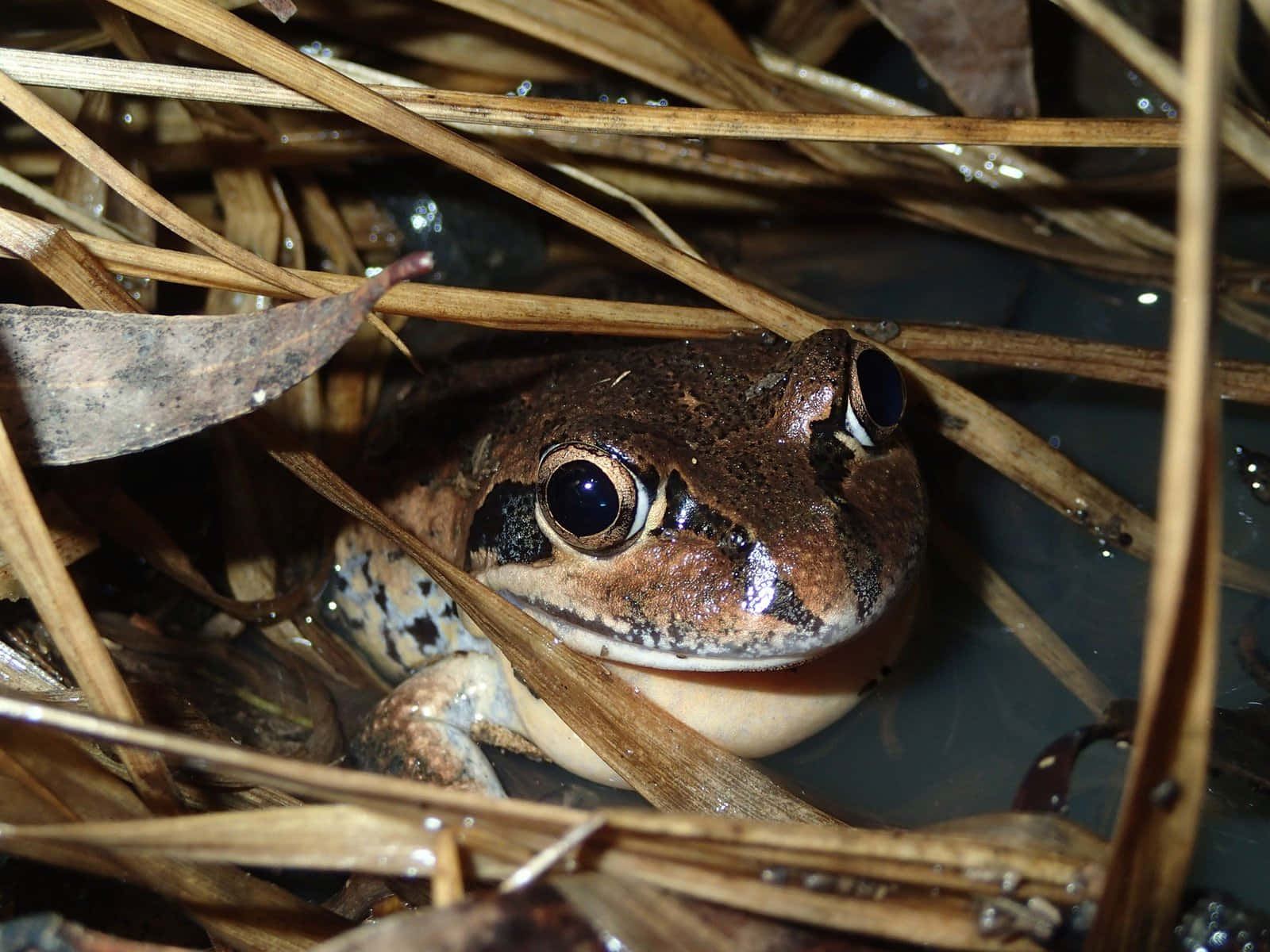 Katak Bersembunyi Di Antara Rumbia Wallpaper