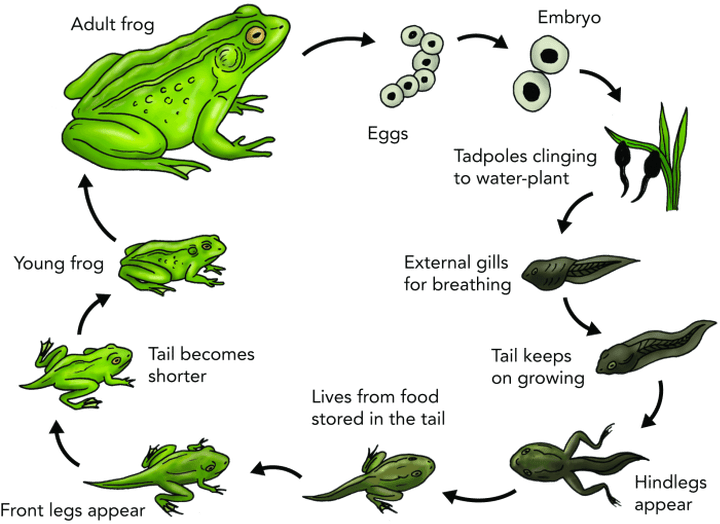 Frog Life Cycle Diagram PNG