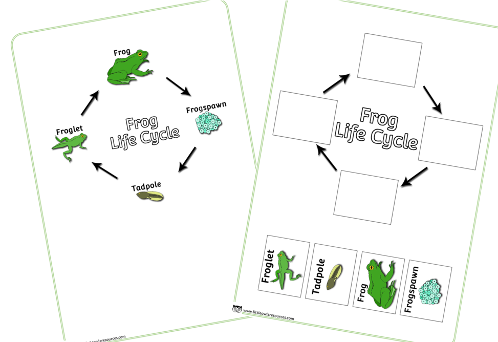 Frog Life Cycle Educational Chart PNG
