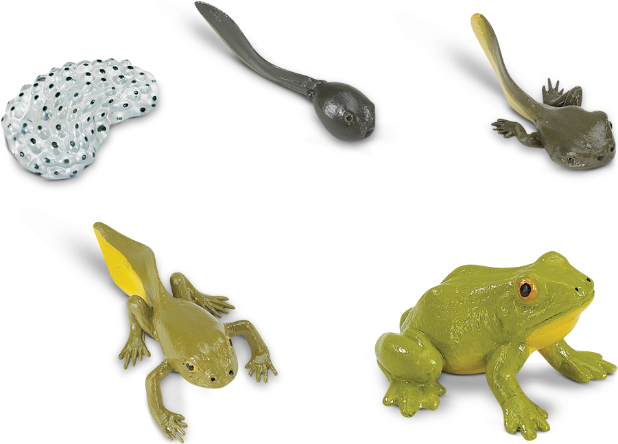 Frog Life Cycle Stages PNG