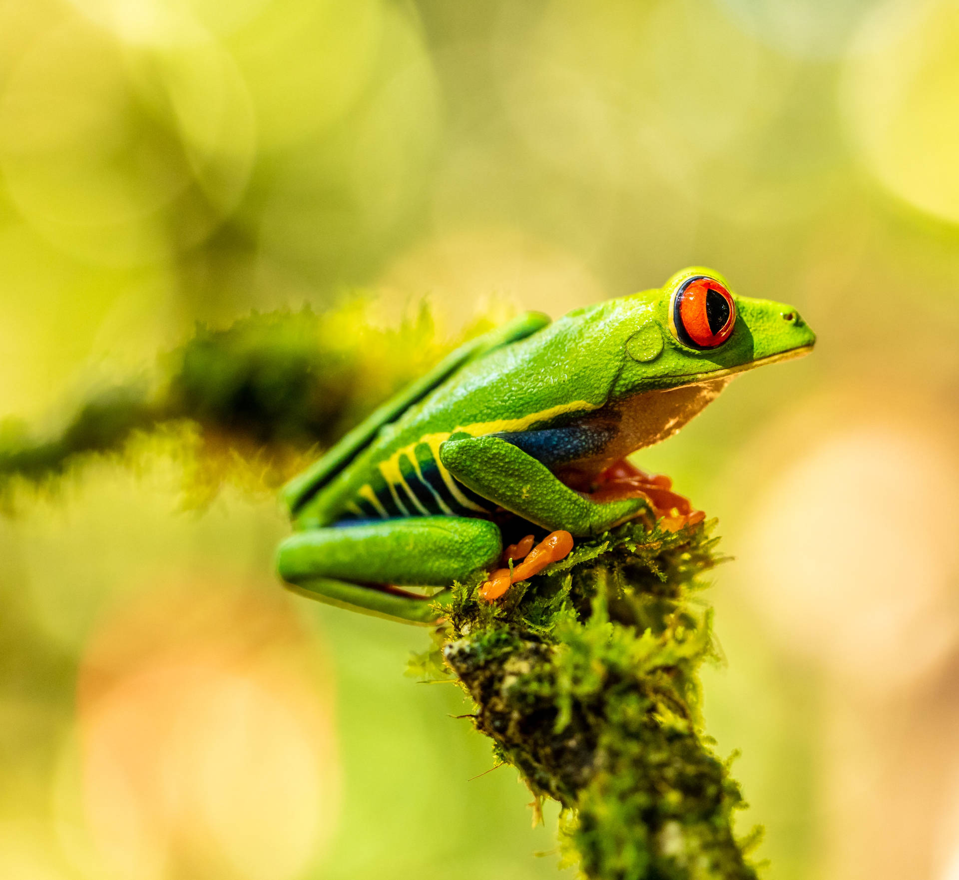 Free Frog Wallpaper Downloads, [100+] Frog Wallpapers for FREE | Wallpapers .com