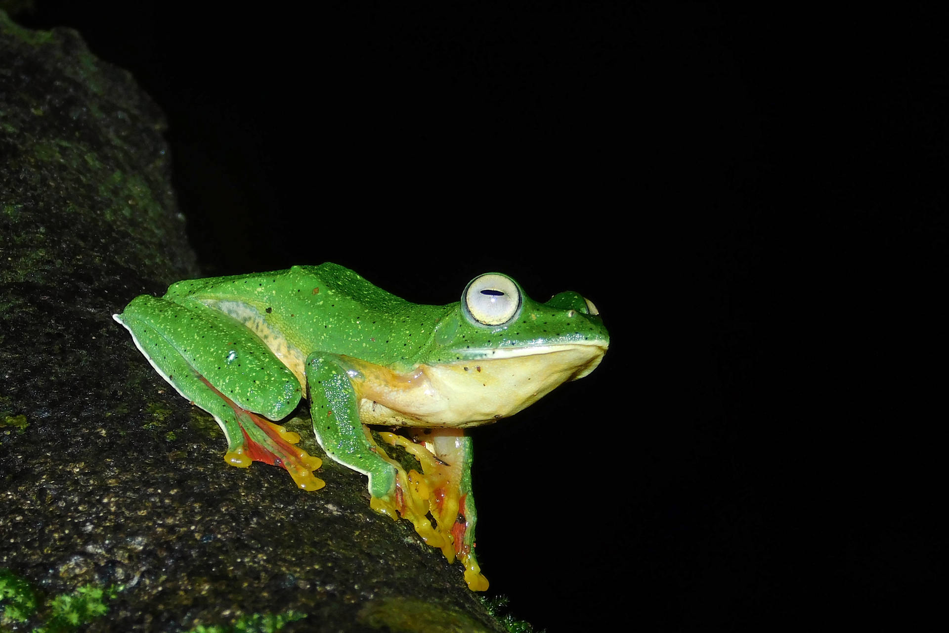 Frog On Tree At Night Wallpaper