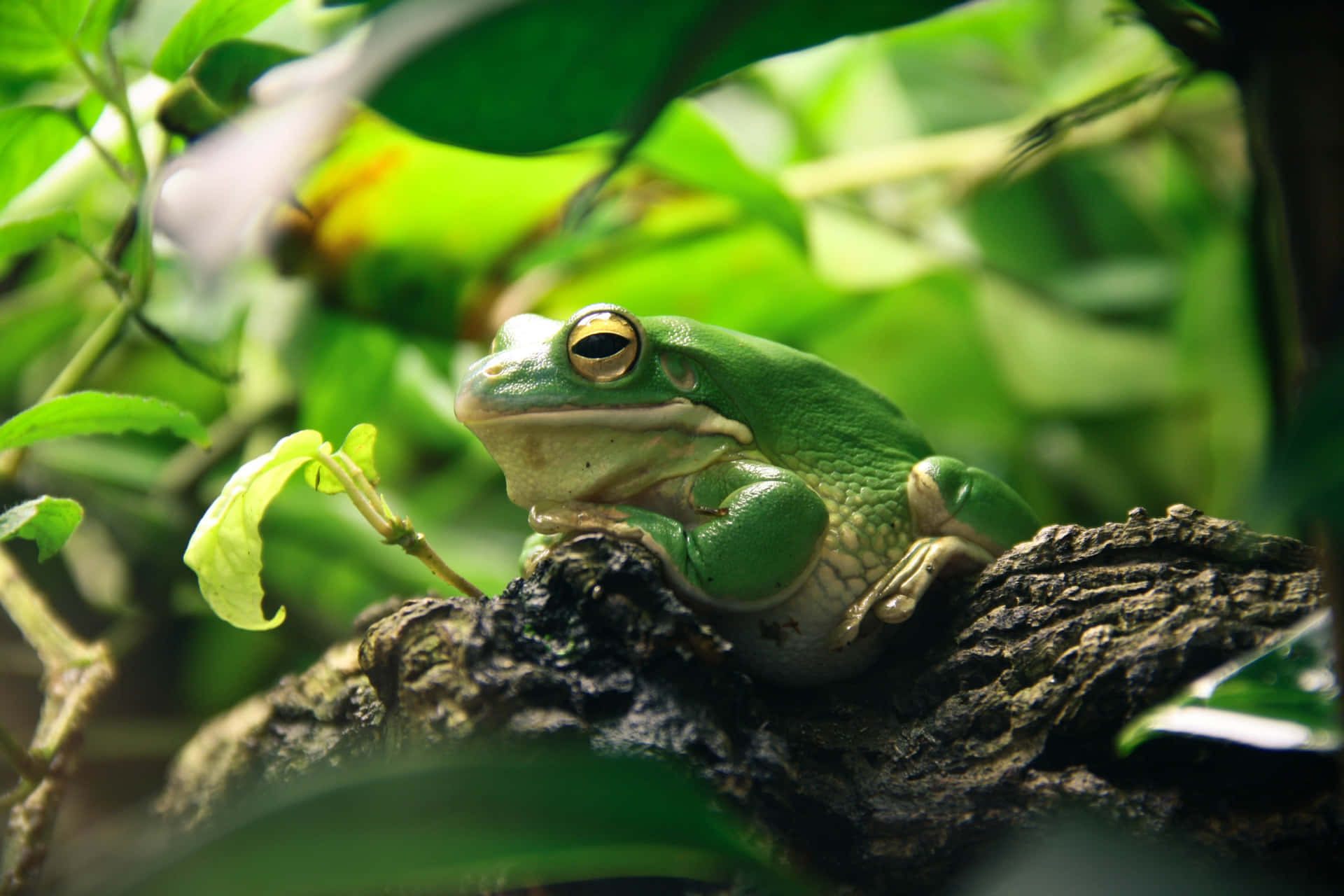 A big frog lounging on green leaves