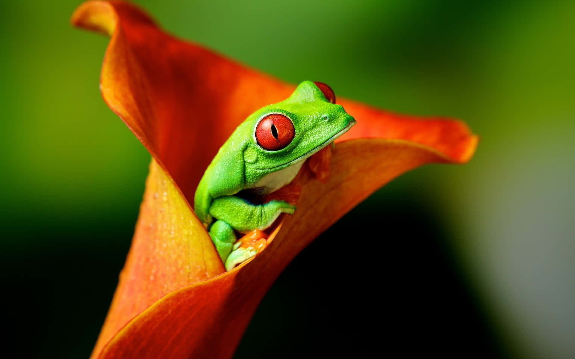 Green Frog on a Leaf