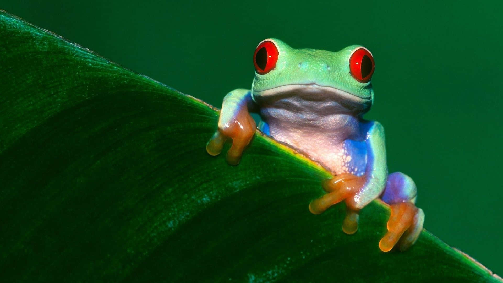 A close up of a happy green frog