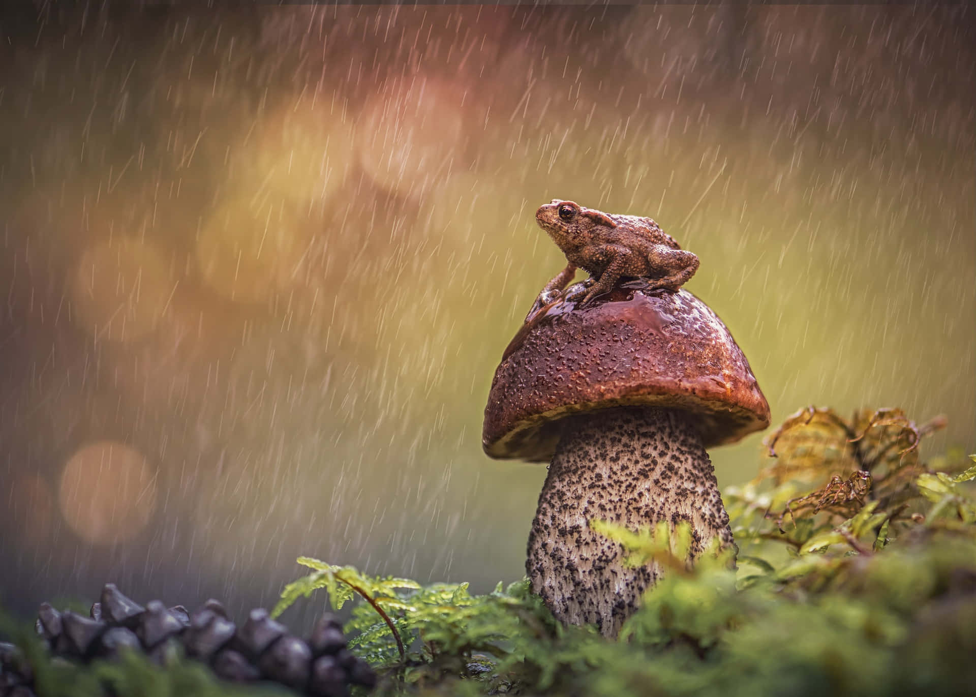 Frog Rain Shelter Mushroom.jpg Wallpaper