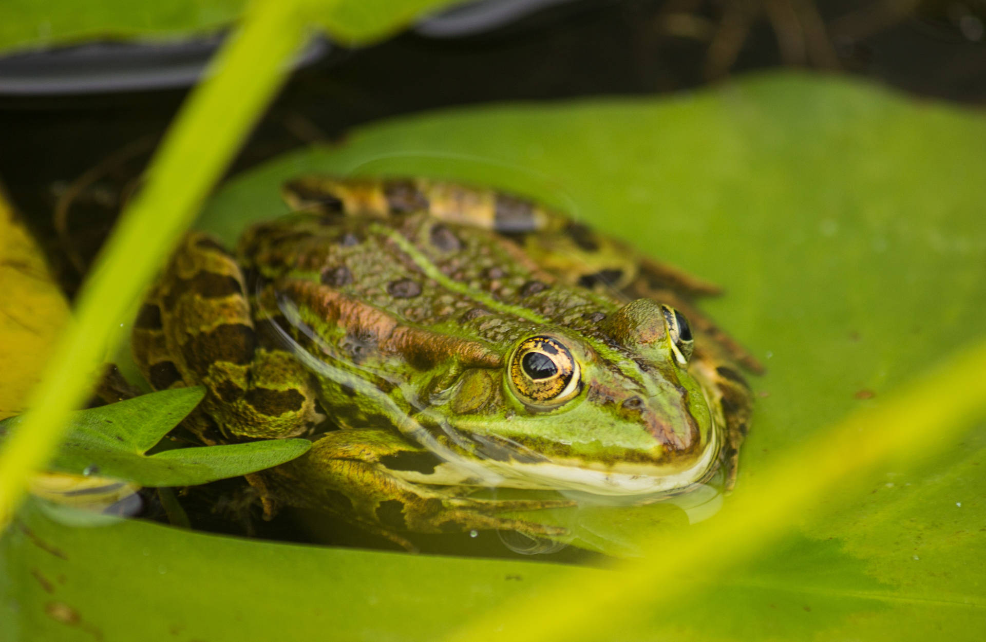 Frog Resting On A Leaf Wallpaper