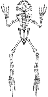 Frog Skeleton Illustration PNG