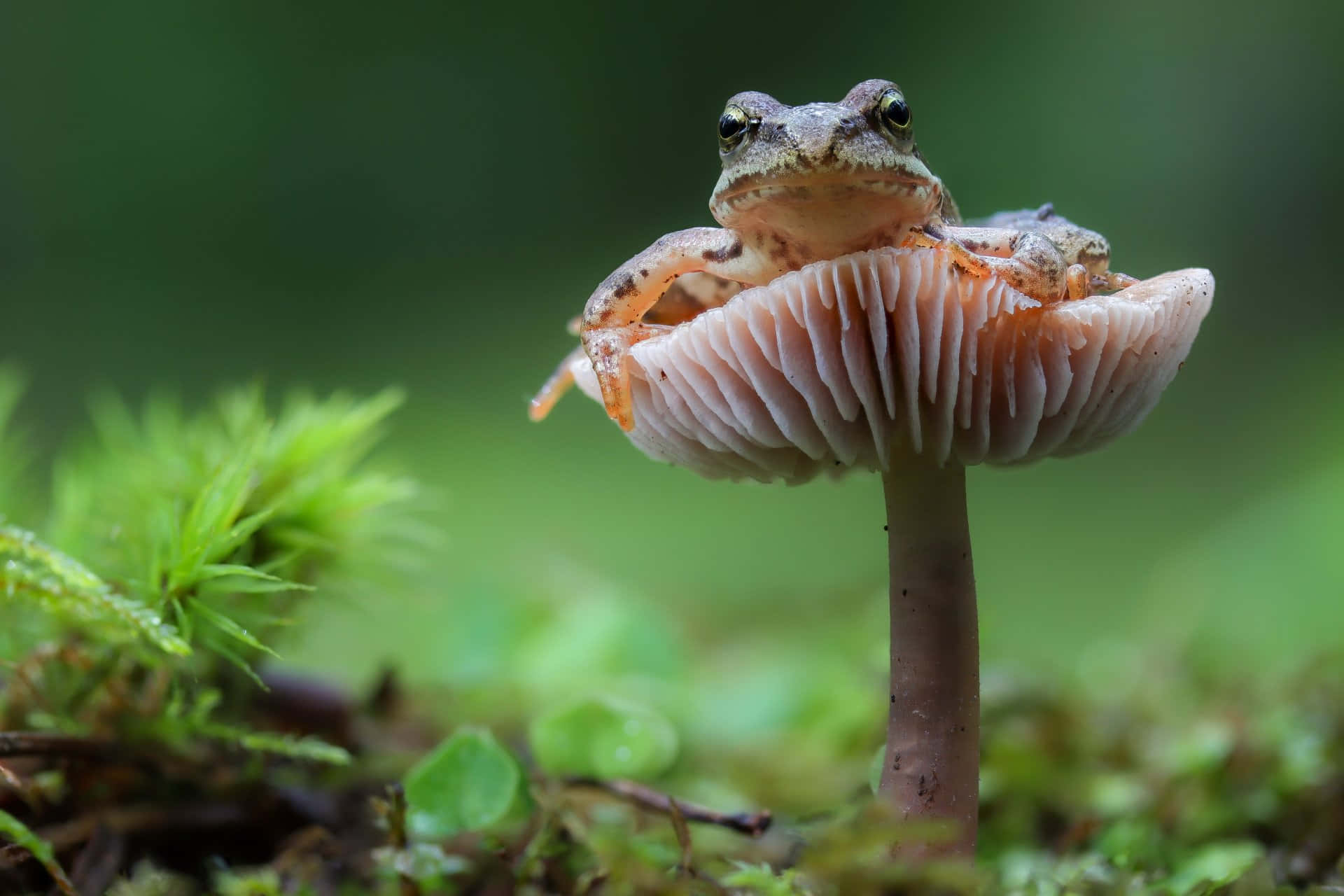 Katak Di Atas Jamur Di Hutan Wallpaper