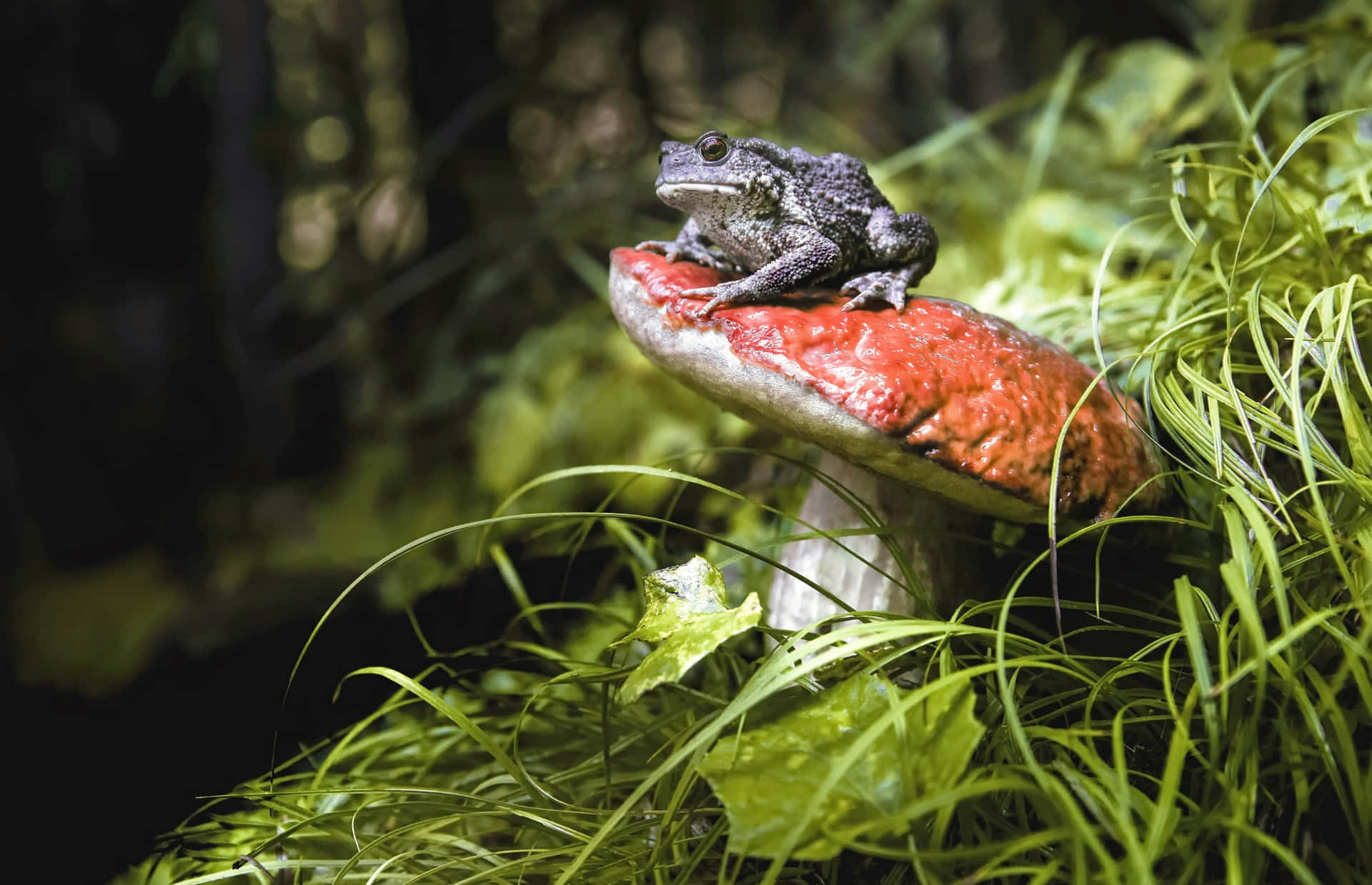 Katak Di Atas Jamur Di Taman Hijau Wallpaper