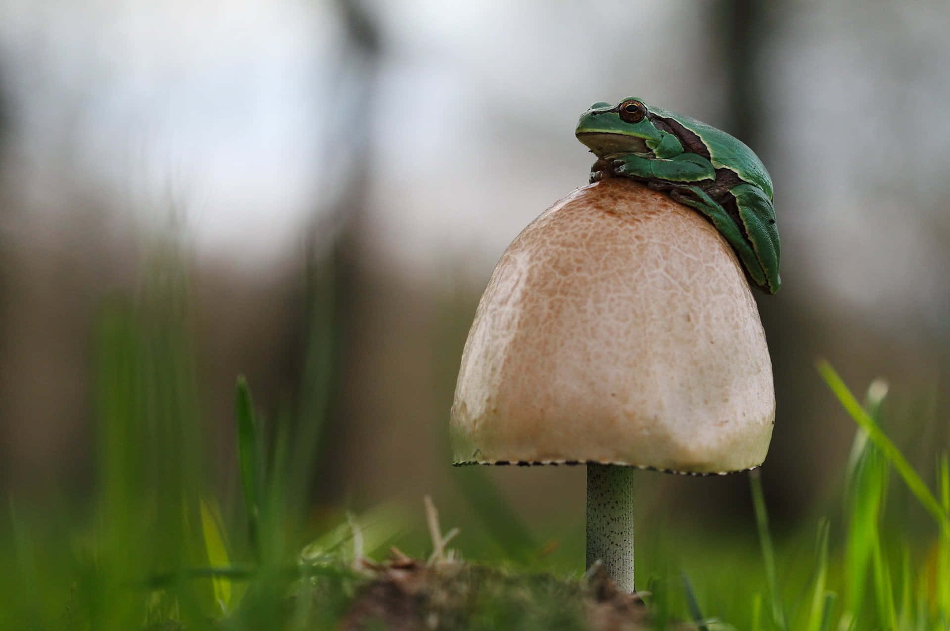 Frogon Mushroomin Nature.jpg Wallpaper