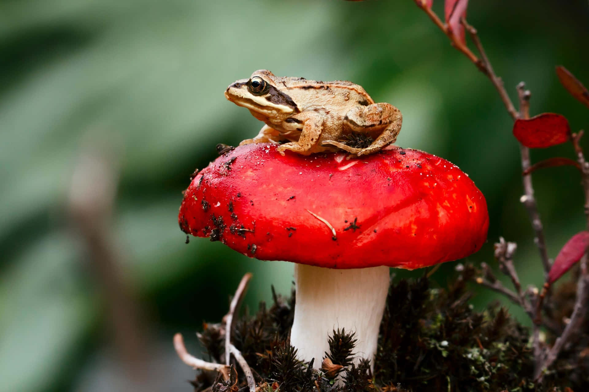 Frogon Red Mushroom.jpg Wallpaper