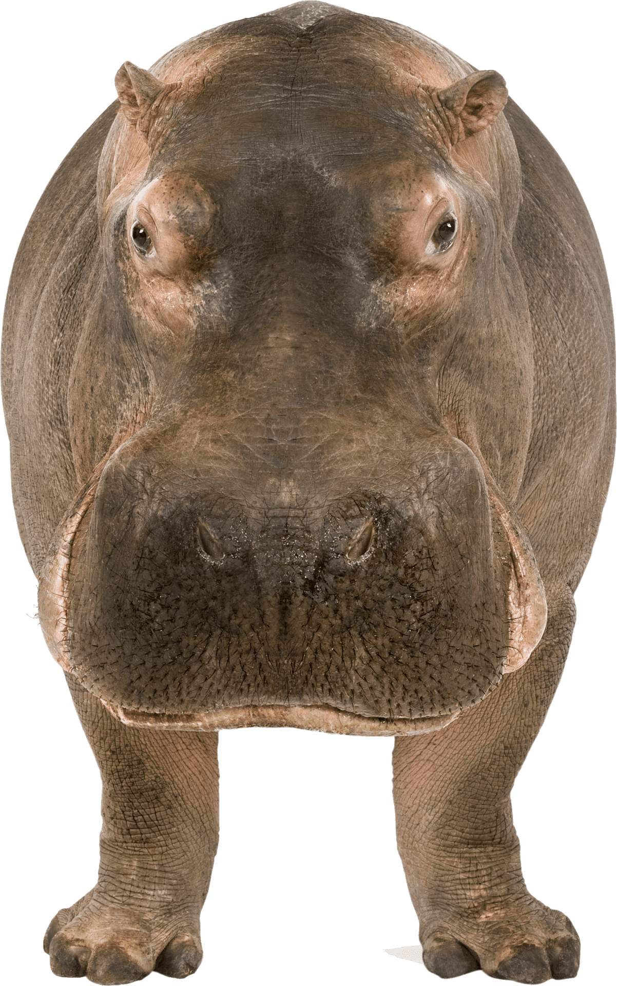 Frontal Hippo Standing Transparent Background PNG