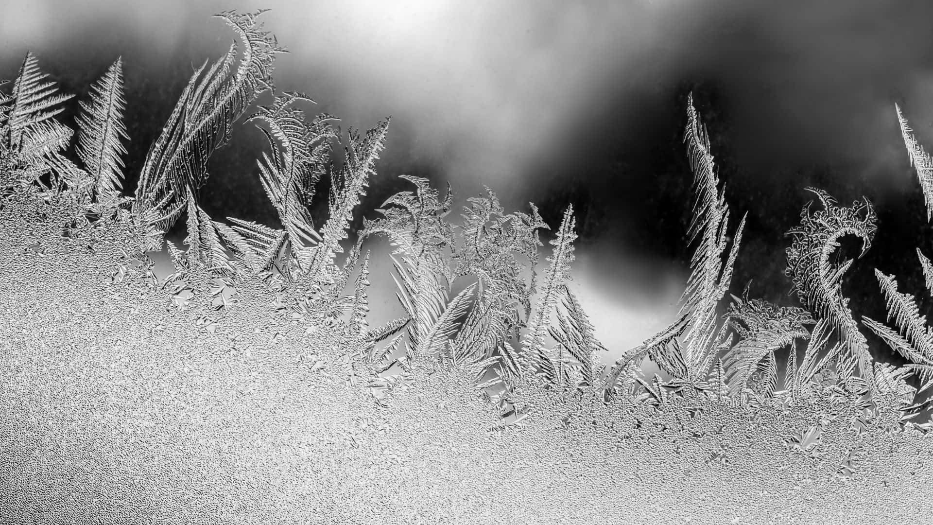 Morning Frost on a Wintry Background