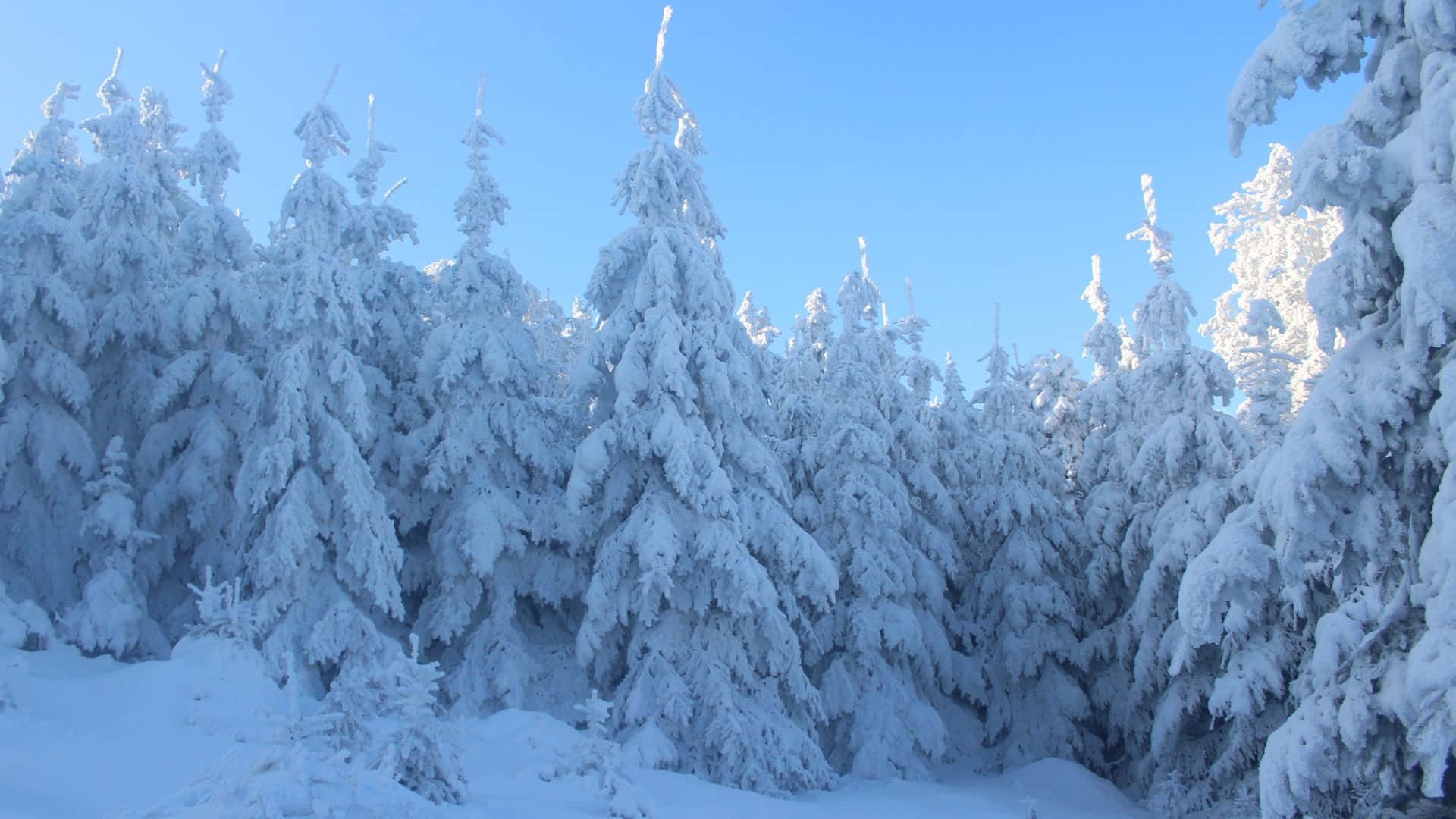 Caption: Frosty Winter Morning Background