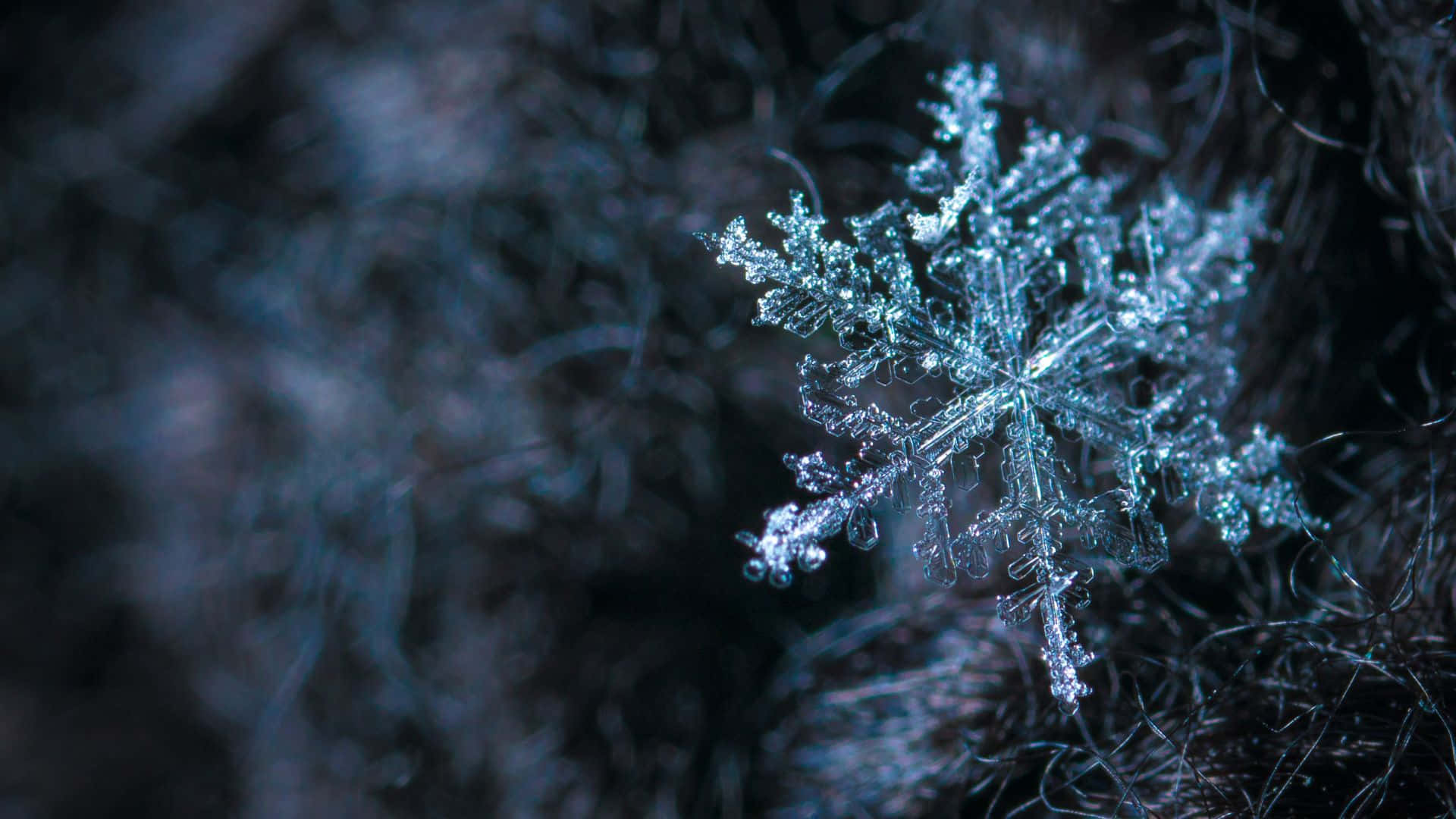 Frosty Morning on a Winter Day