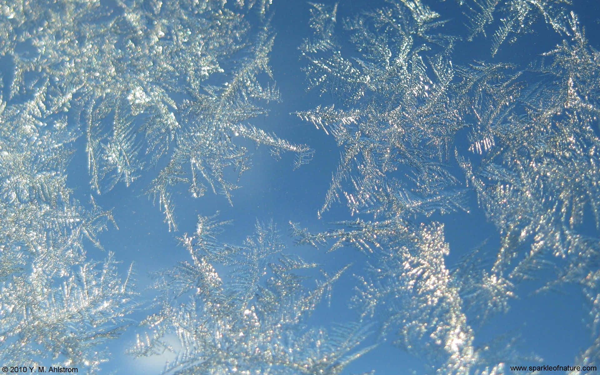 Captivating Frosty Morning