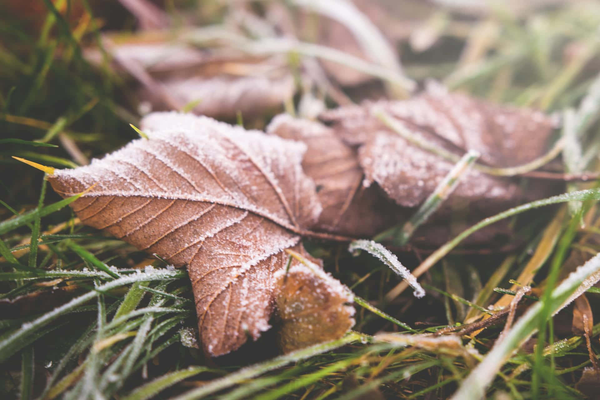 Frosted Autumn Leaves Brown Fall Aesthetic Wallpaper