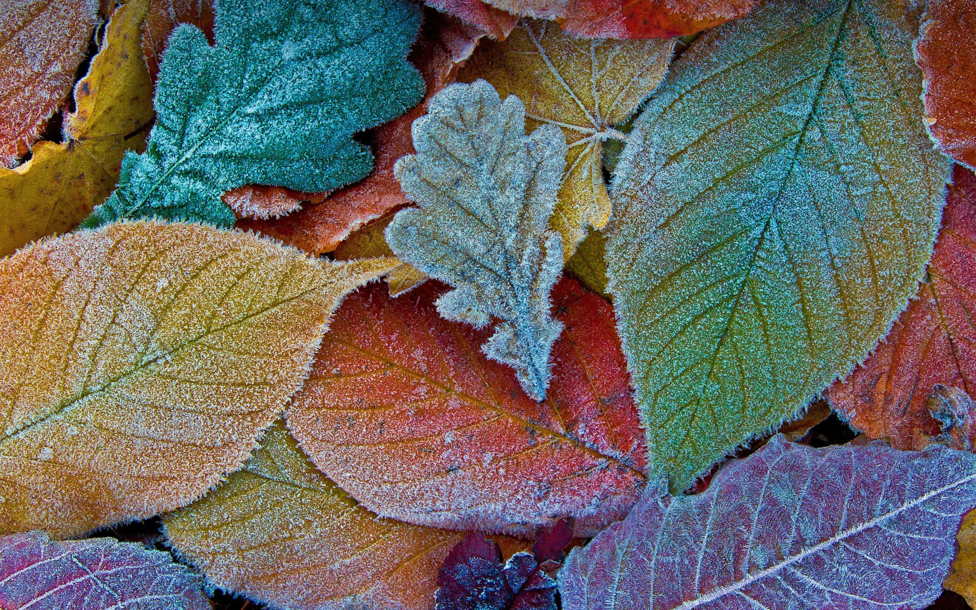 Frosted Autumn Leaves Texture Wallpaper