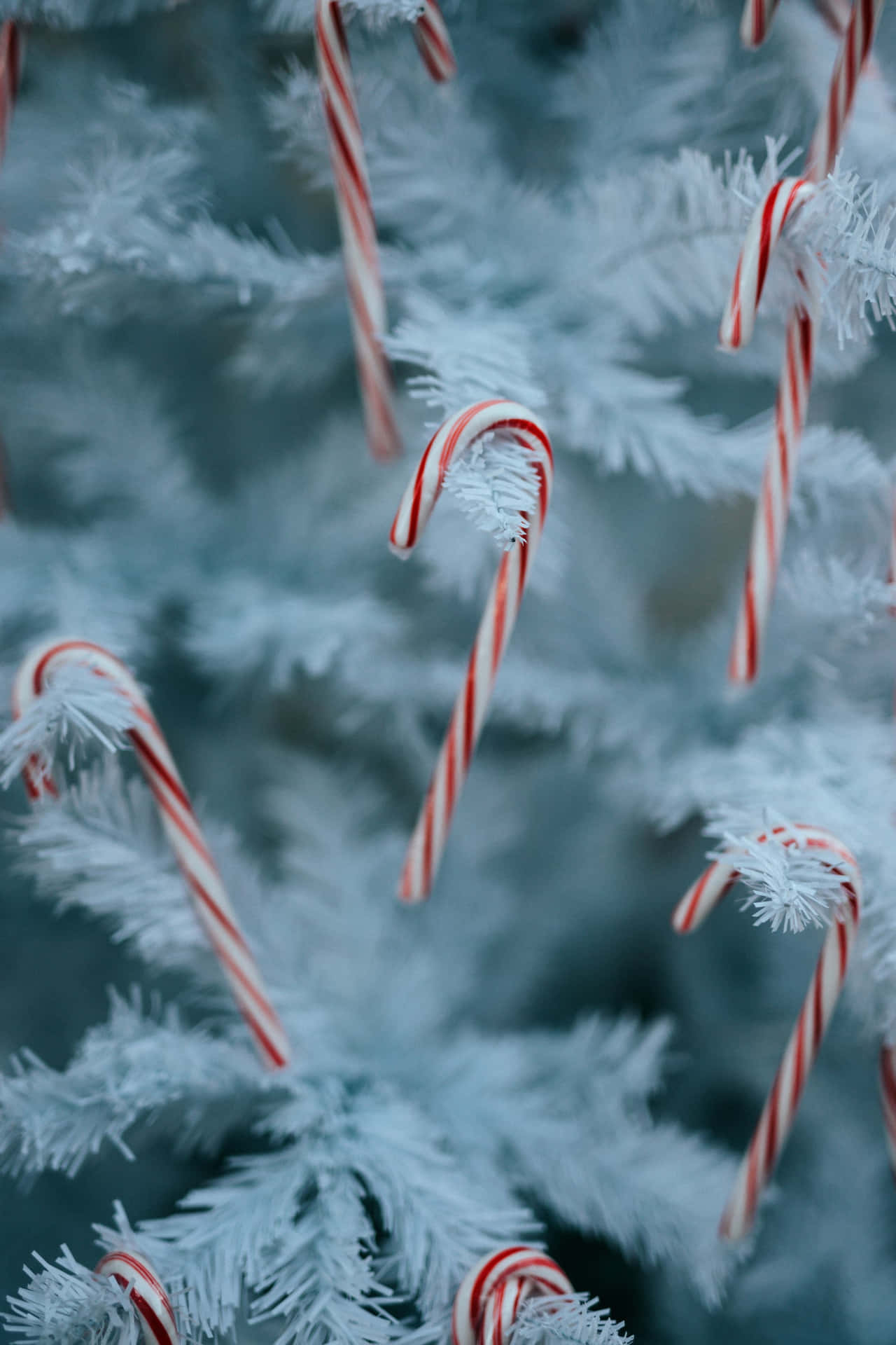 Frosted Candy Canes On Tree.jpg Wallpaper