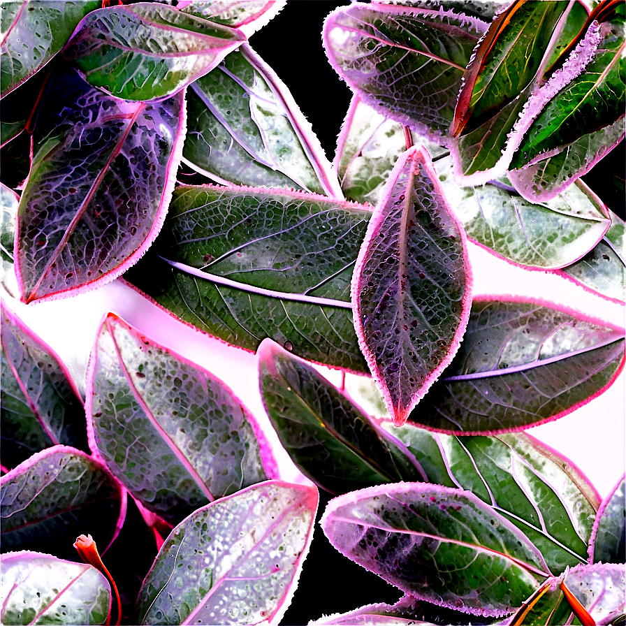 Frosted Eucalyptus Leaves Png 14 PNG