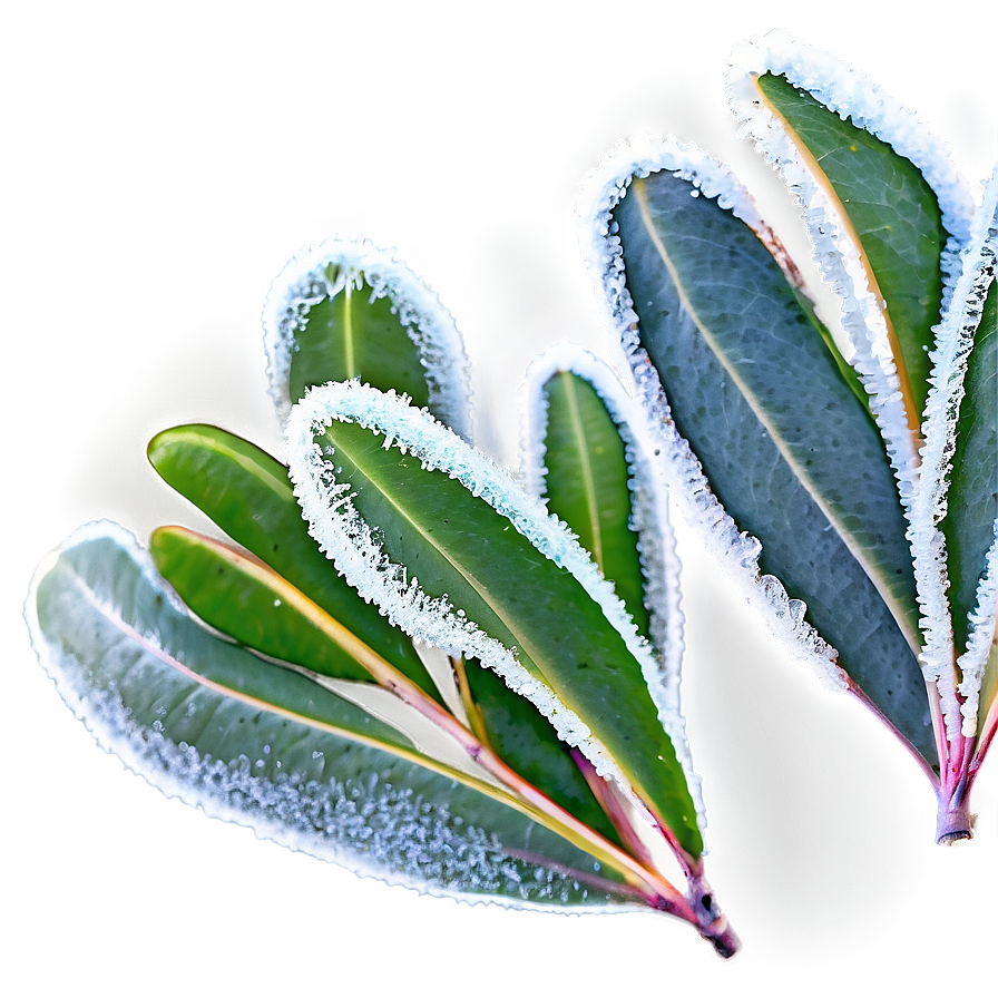 Frosted Eucalyptus Leaves Png Lcr PNG
