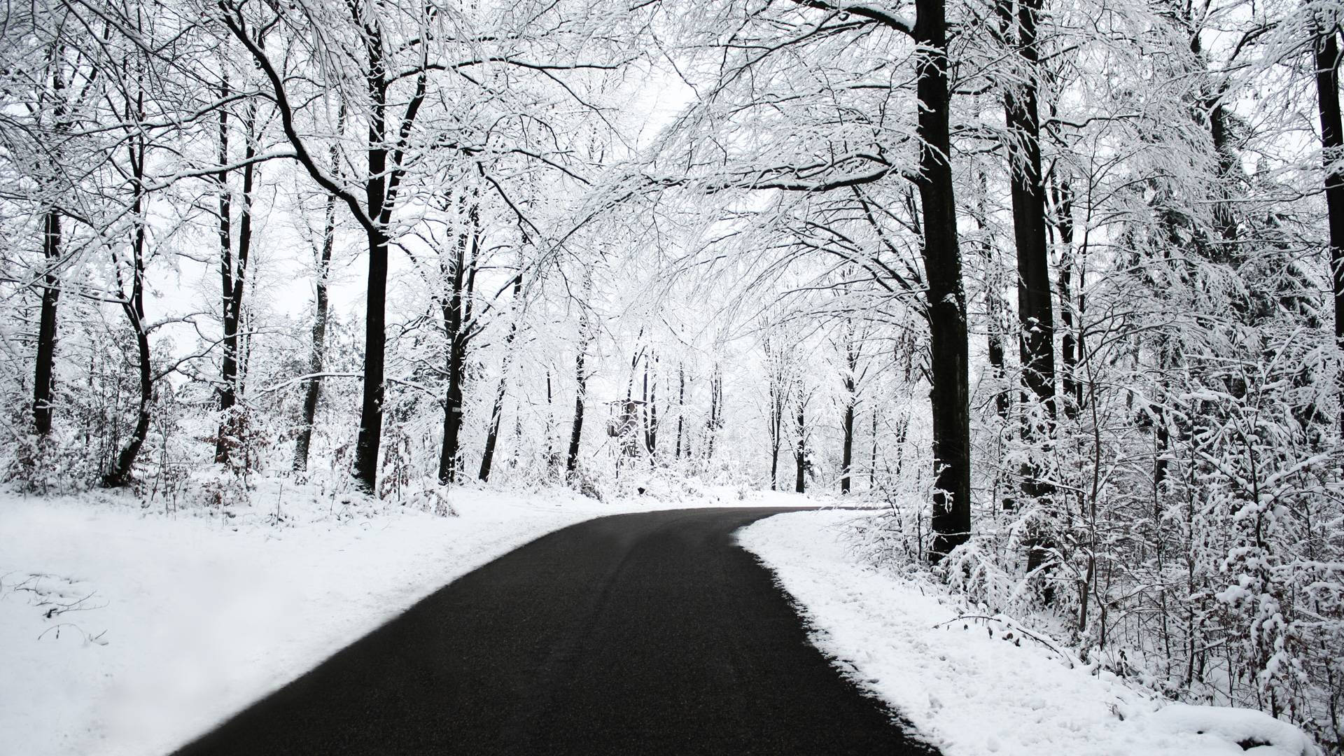 Frosted Forest Road Winter Scenery Wallpaper