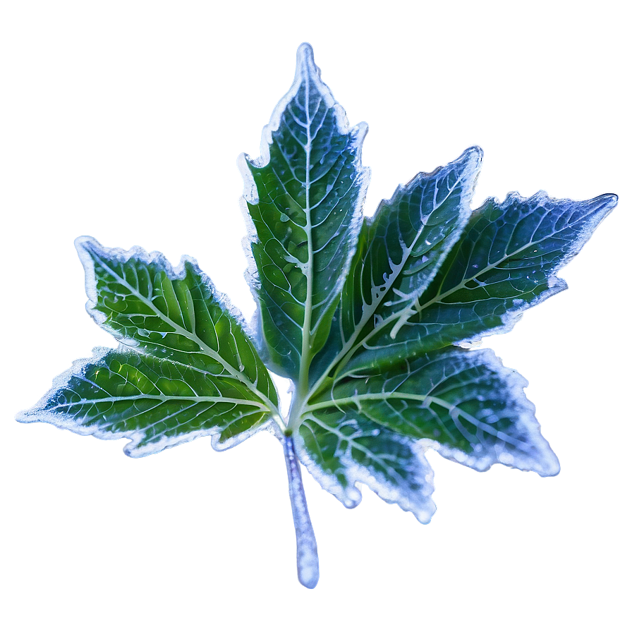 Frosted Leaf Png 05032024 PNG