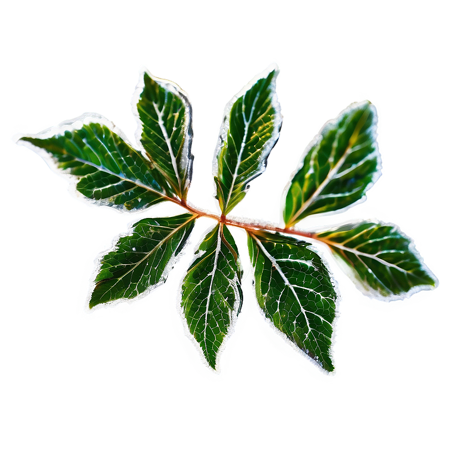 Frosted Leaf Png Efx PNG