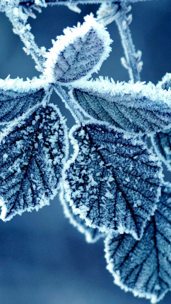 Frosted Leaves Iphone Wallpaper