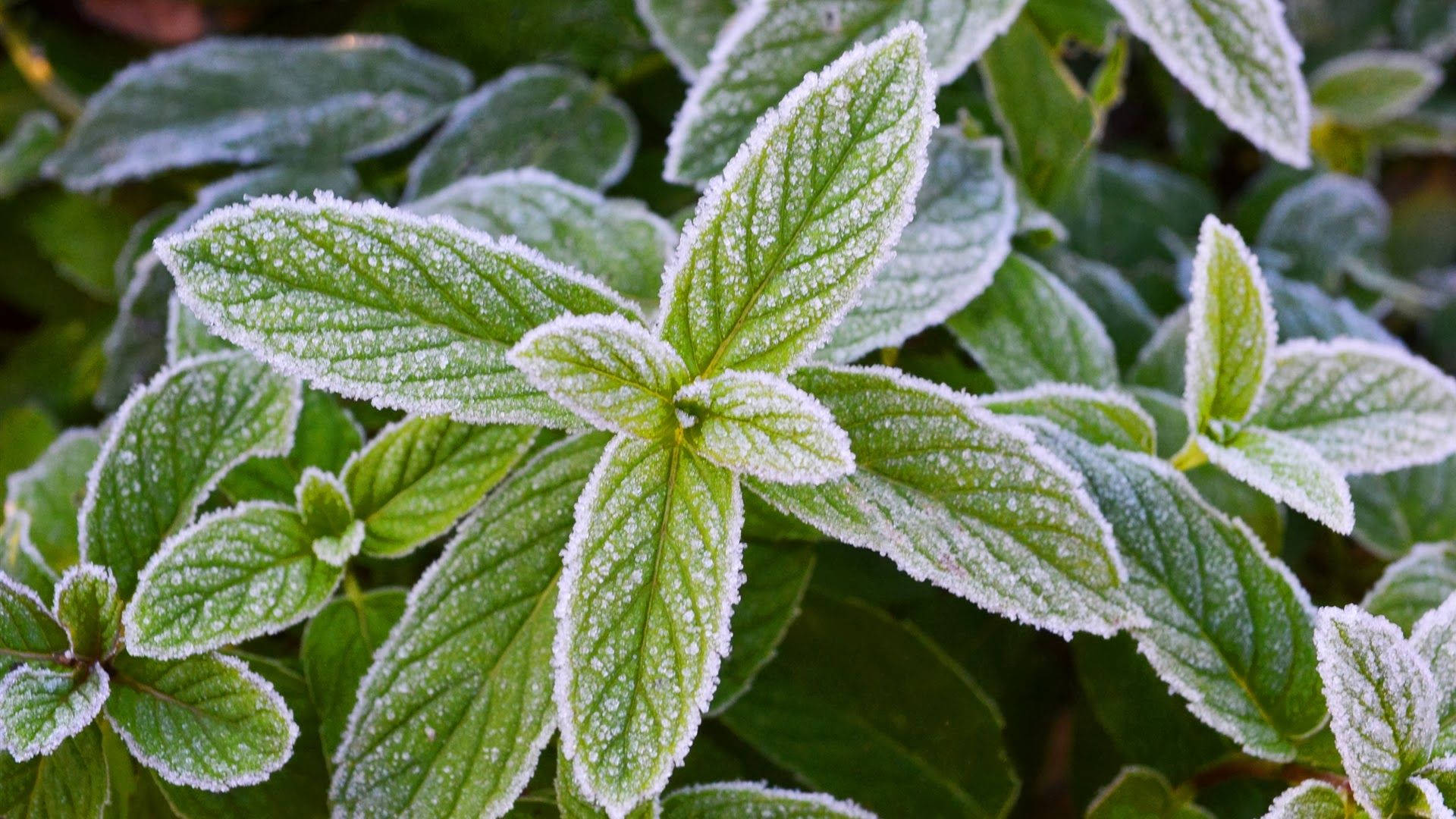 Frosted Mint Leaves Wallpaper