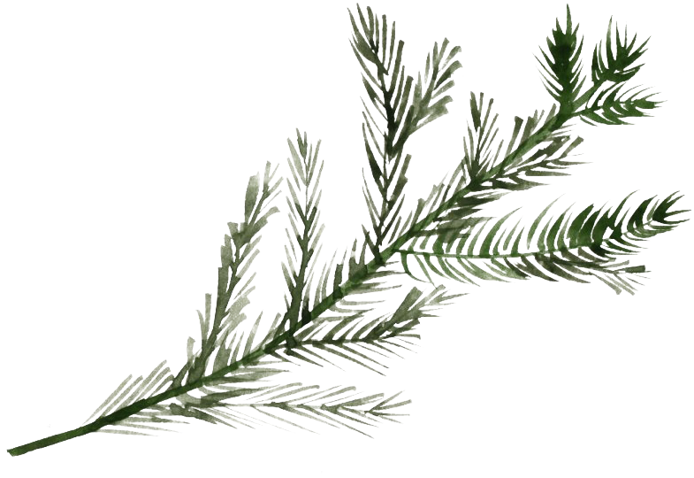 Frosted Pine Branch.png PNG