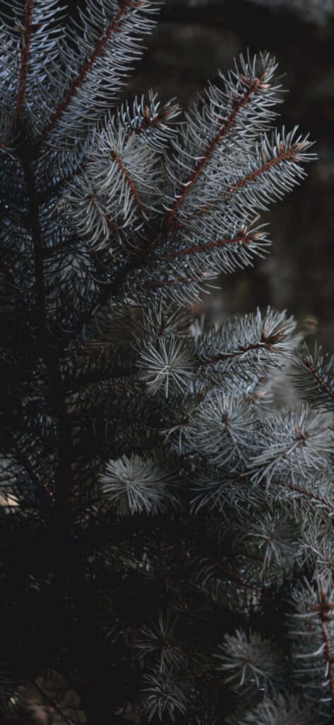 Frosted Pine Branches Winter Backdrop Wallpaper