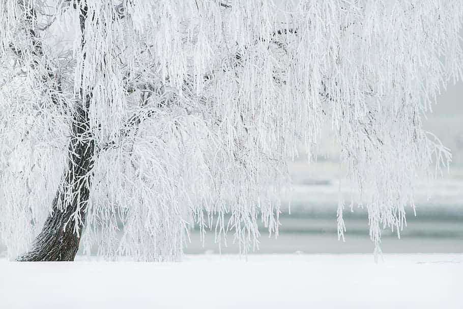 Frosted Tree Winter Whitescape Wallpaper