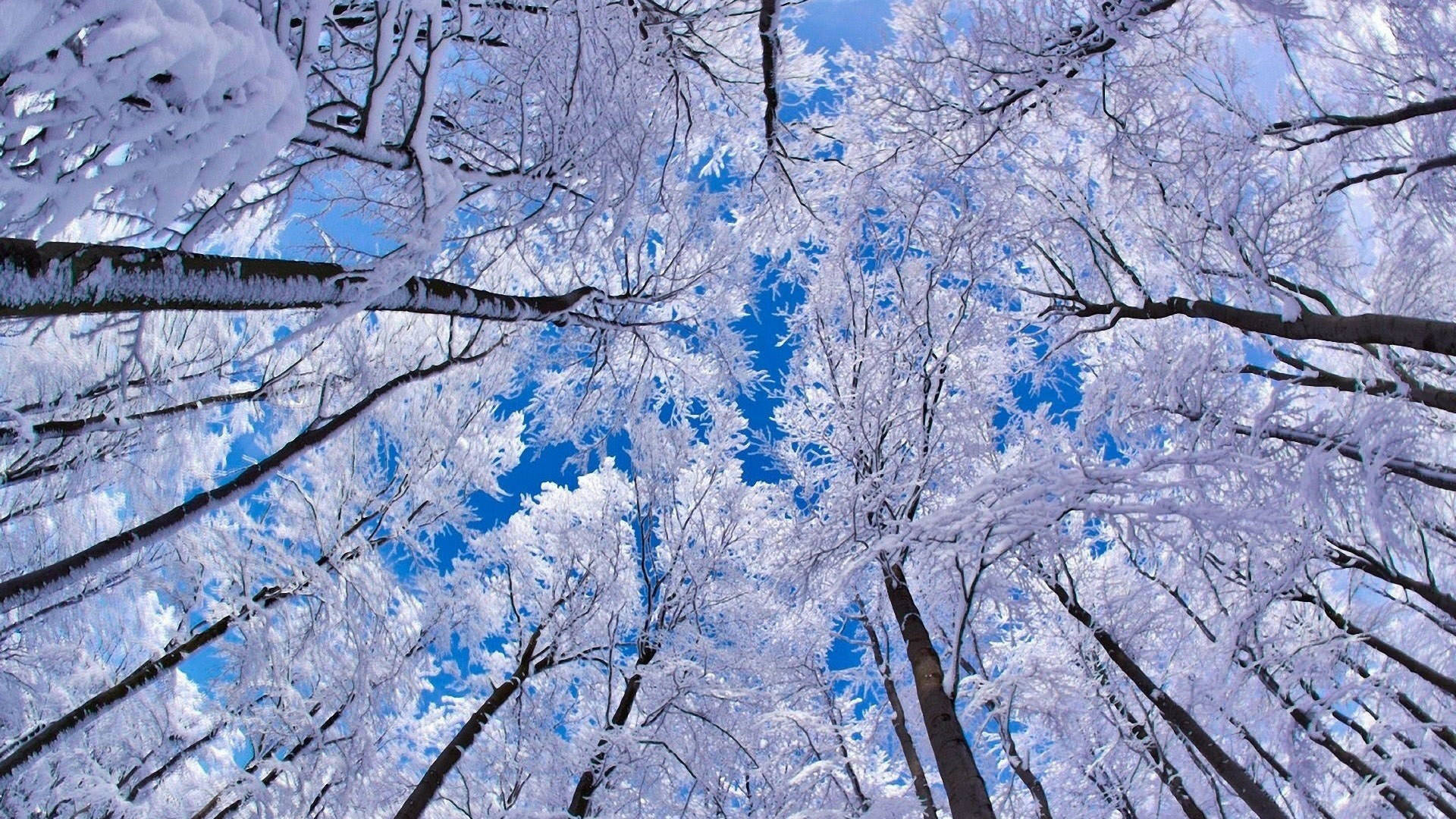 Skinnende træer vinter skrivebordsbaggrund Wallpaper