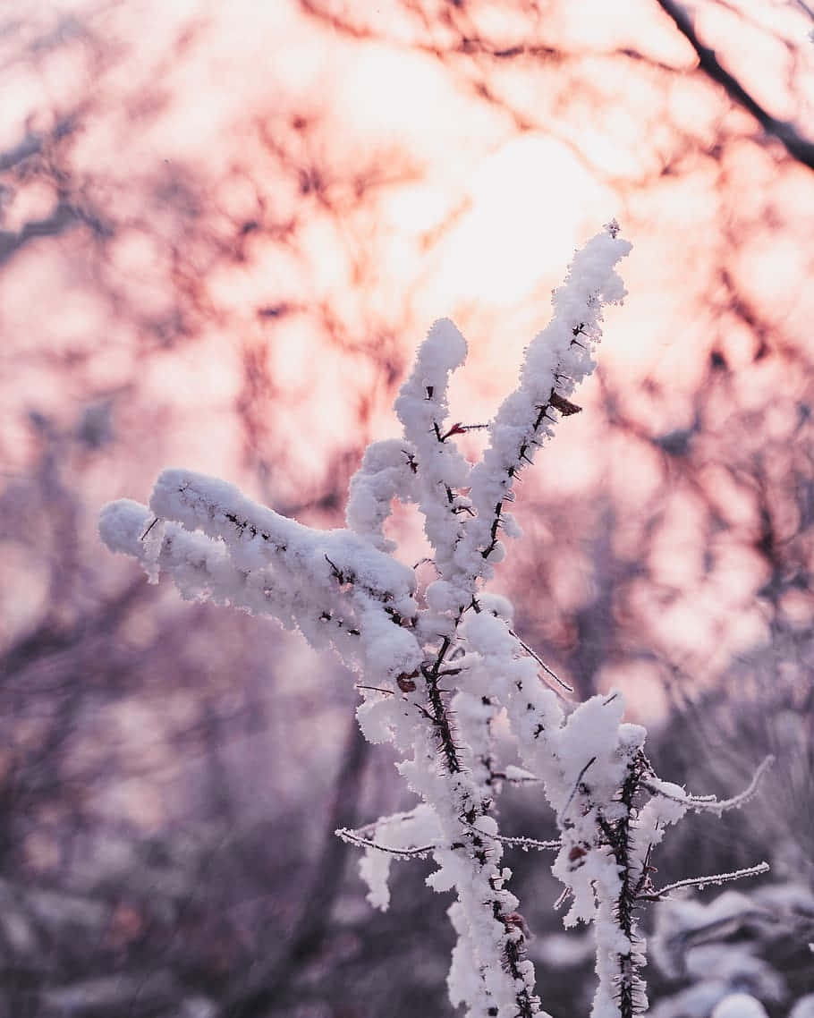 Frosted Twigs Pink Sunset Winter Aesthetic.jpg Wallpaper