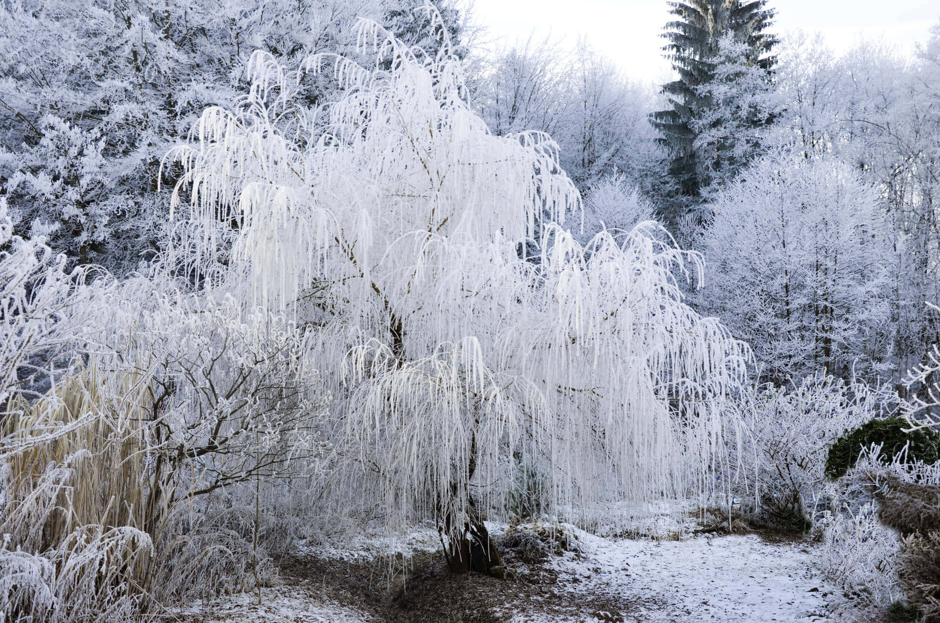 Frosted Willow Winter Wonderland Wallpaper