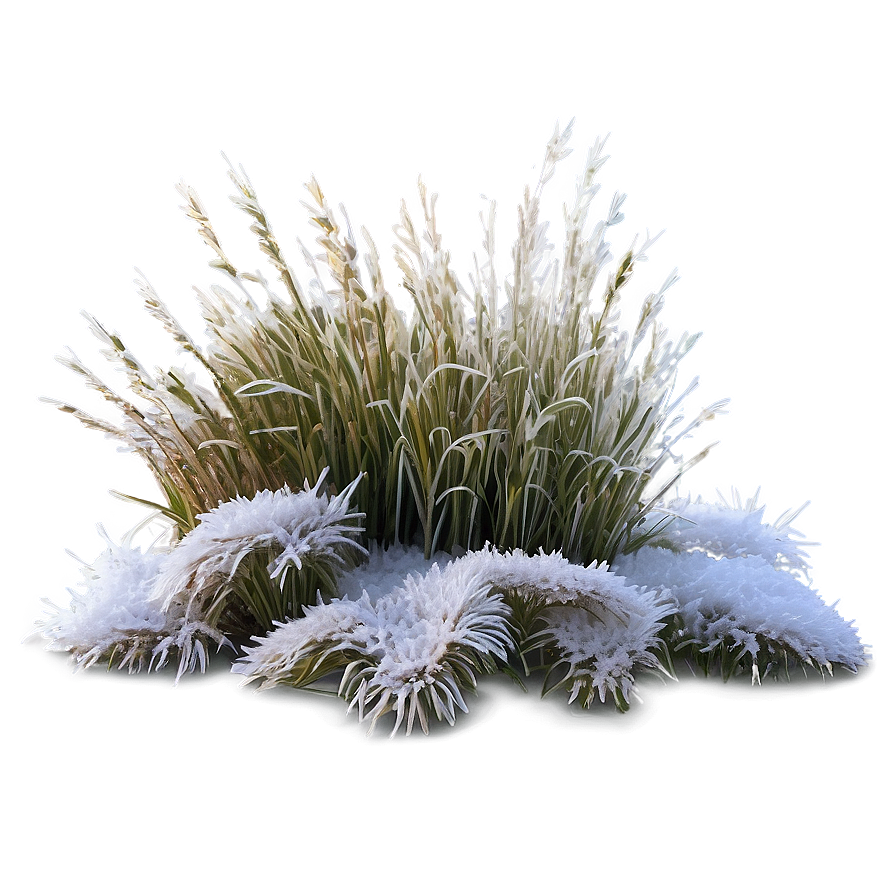 Frosted Winter Grass Png 04292024 PNG