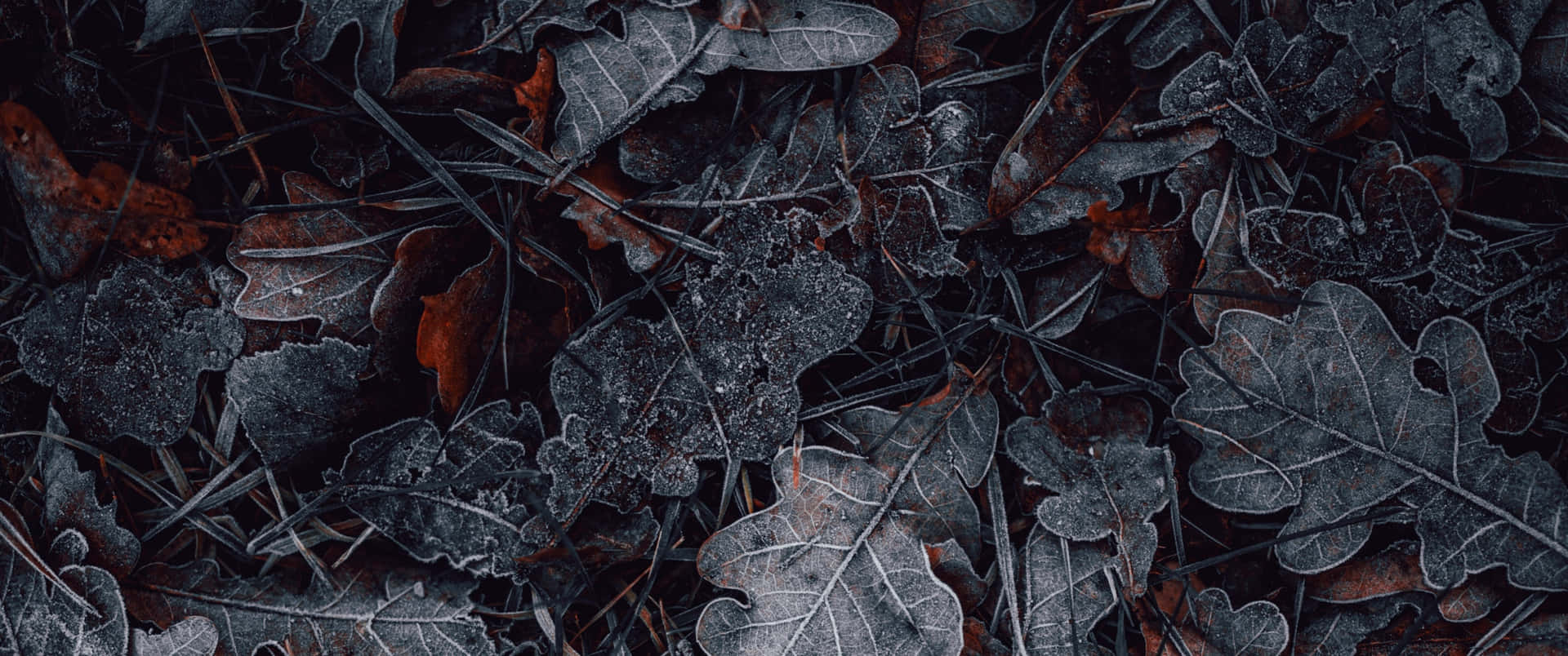 Frosty Autumn Leaves Dark Winter Aesthetic.jpg Wallpaper