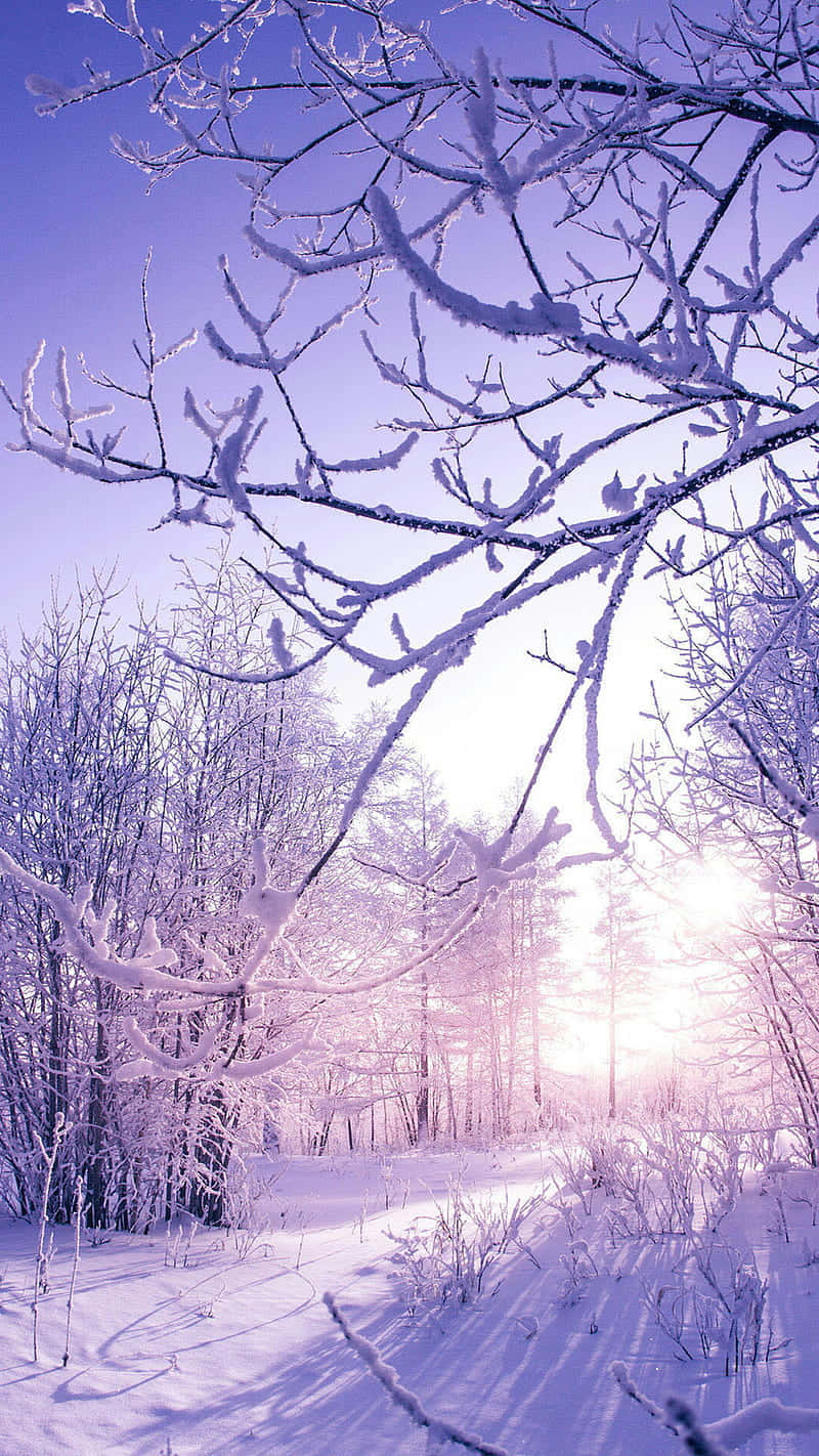 Frosty Winter Sunrise Wallpaper