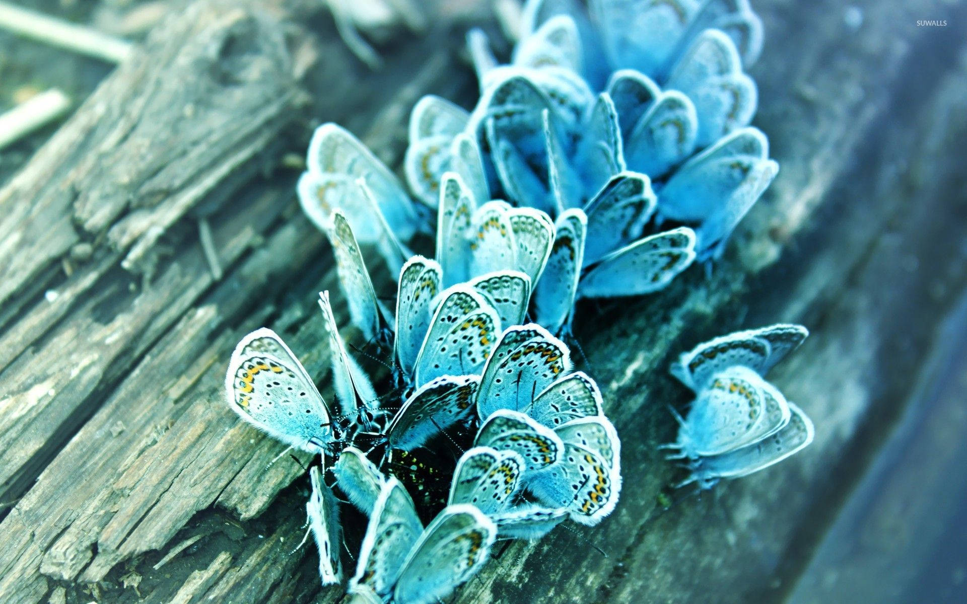Frozen Blue Butterfly Aesthetic Wallpaper