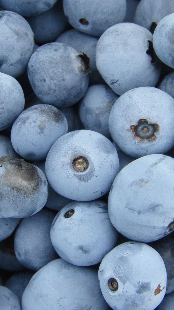 Frosty Delight - Frozen Blueberries Wallpaper