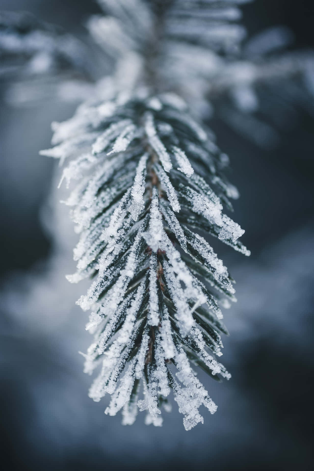 Frozen Pine Leaves Picture