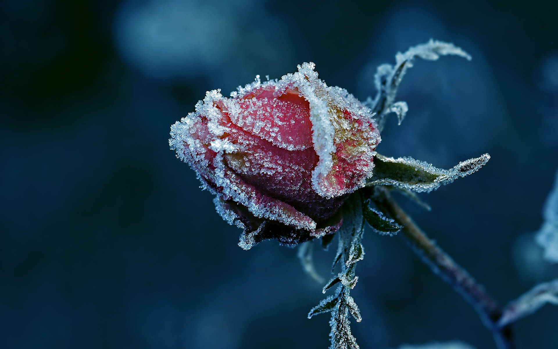 Frozen Red Rose Bud Wallpaper