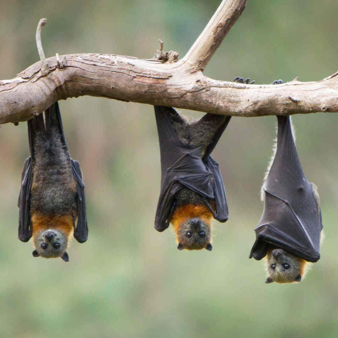 Tree Fruit Bats Hanging Picture