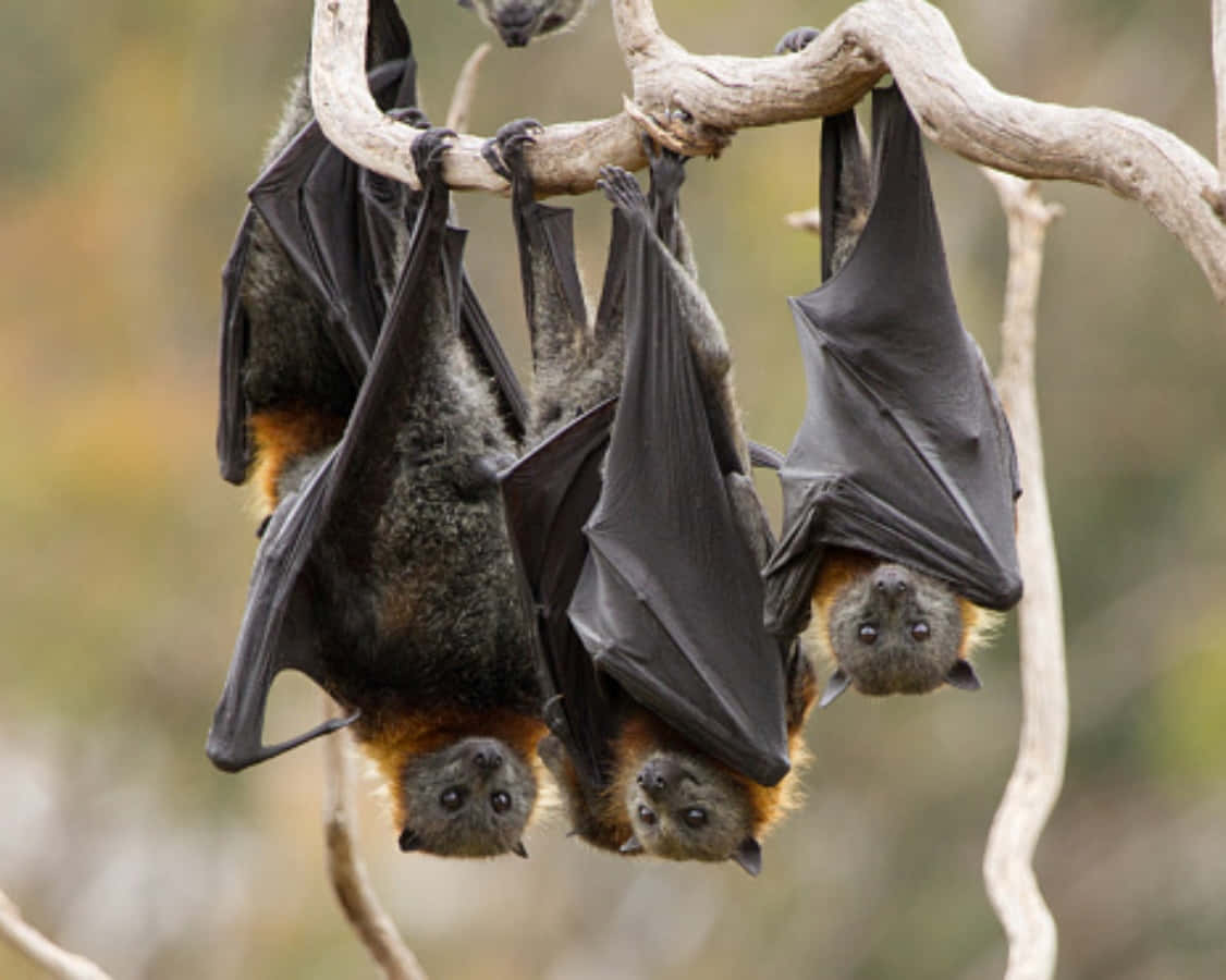 Hanging Fruit Bats On Tree Branch Picture