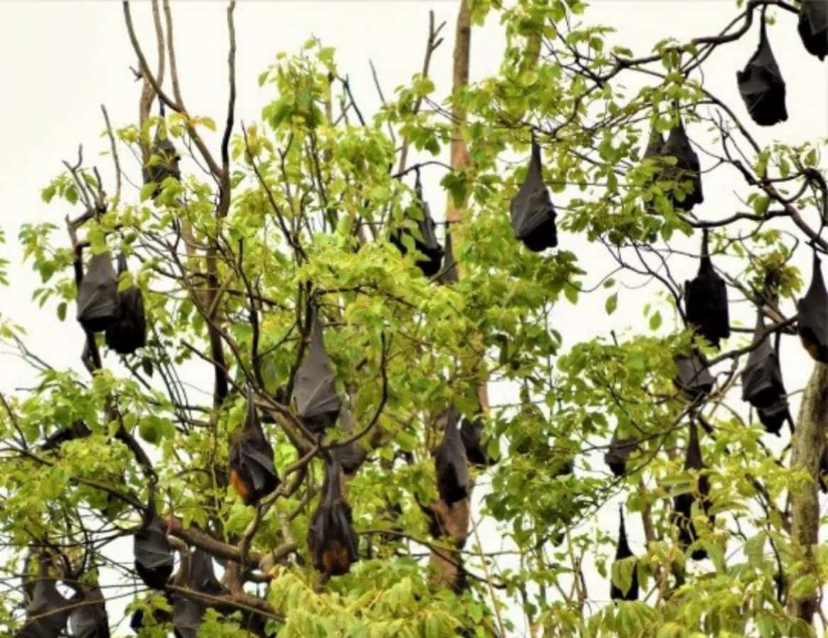 Bildav En Grupp Fruktfladdermöss På Ett Träd