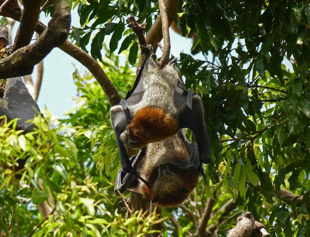 Fruit Bats Hanging On Tree Picture