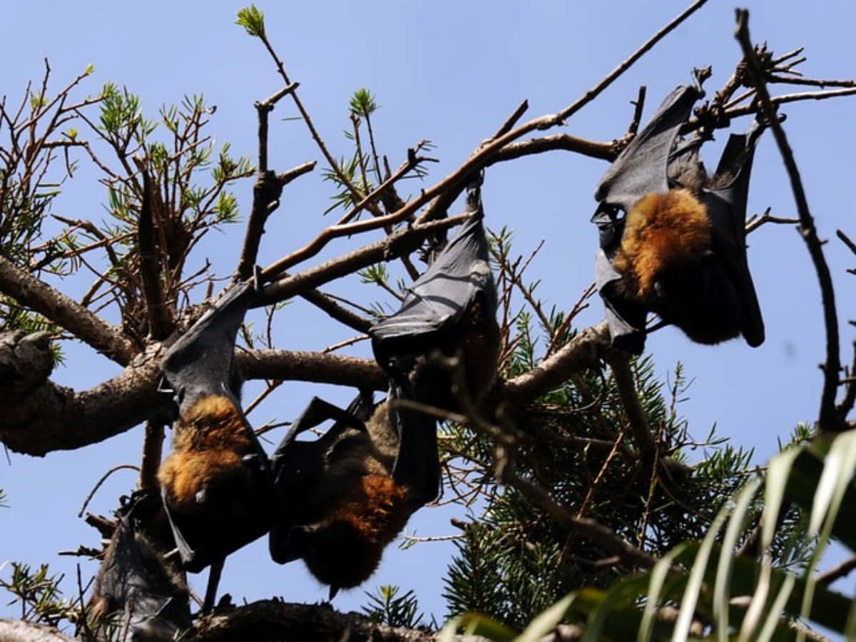Fruit Bats On Leafless Tree Picture