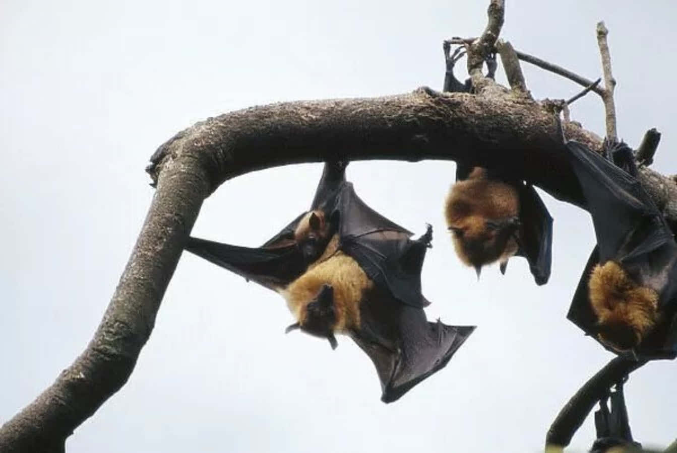 Three Brown Haired Fruit Bats Picture